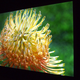 Illustration for article titled The Pioneer Elite TV Is Back: Is It the Greatest LCD TV Ever Created?